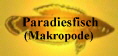 Paradiesfisch
(Makropode)