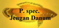 P. spec.
`Jengan Danum