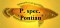 P. spec.
`Pontian