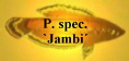 P. spec.
`Jambi