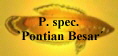 P. spec.
`Pontian Besar