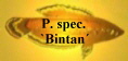 P. spec.
`Bintan