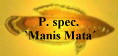 P. spec.
`Manis Mata