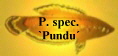 P. spec.
`Pundu