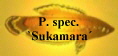 P. spec.
`Sukamara