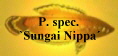 P. spec.
`Sungai Nippa
