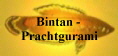 Bintan -
Prachtgurami