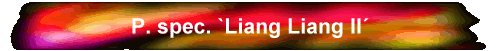 P. spec. `Liang Liang II´