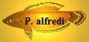 P. alfredi
