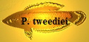 P. tweediei