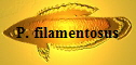 P. filamentosus