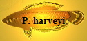 P. harveyi