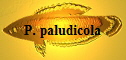 P. paludicola