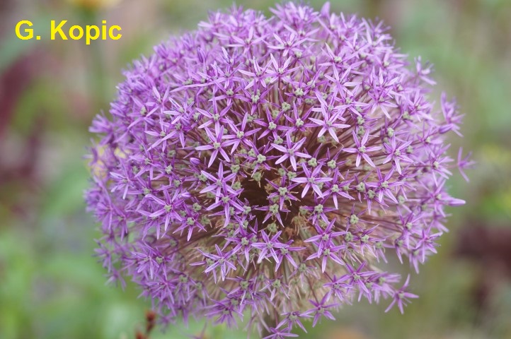 Allium