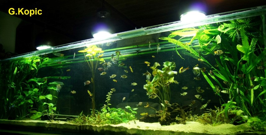 AquPflanzen