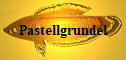 Pastellgrundel