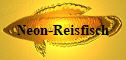 Neon-Reisfisch