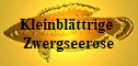Kleinblttrige Zwergseerose