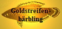 Goldstreifenbrbling