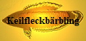 Keilfleckbrbling
