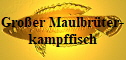 Groer Maulbrterkampffisch