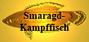 Smaragd-Kampffisch