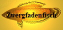 Zwergfadenfisch