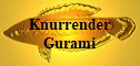 Knurrender Gurami