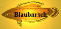 Blaubarsch