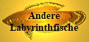 Andere Labyrinthfische