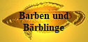 Barben und Brblinge