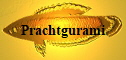 Prachtgurami