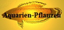 Aquarien-Pflanzen