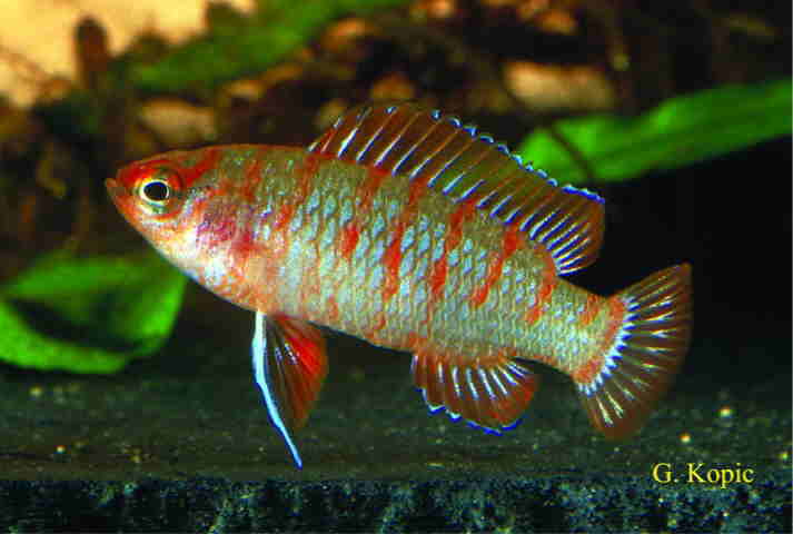 Bbengalensis2