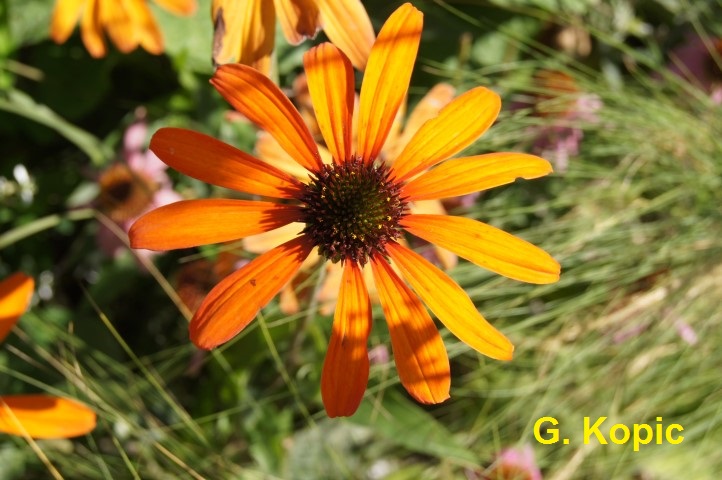 Flora
