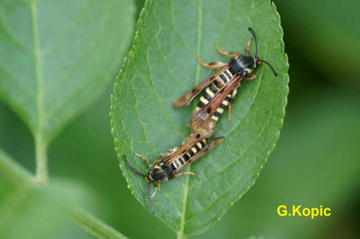 GrWeidenglasfl