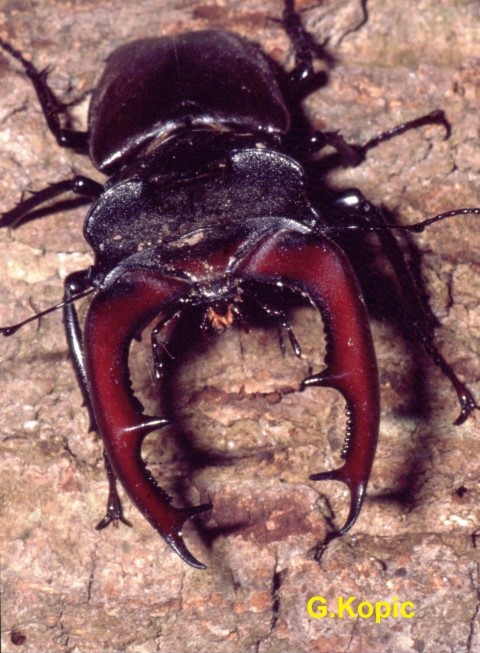 Hirschkfer2