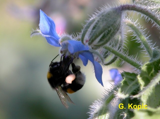 Hummel1