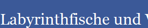Labyrinthfische und Verwandte