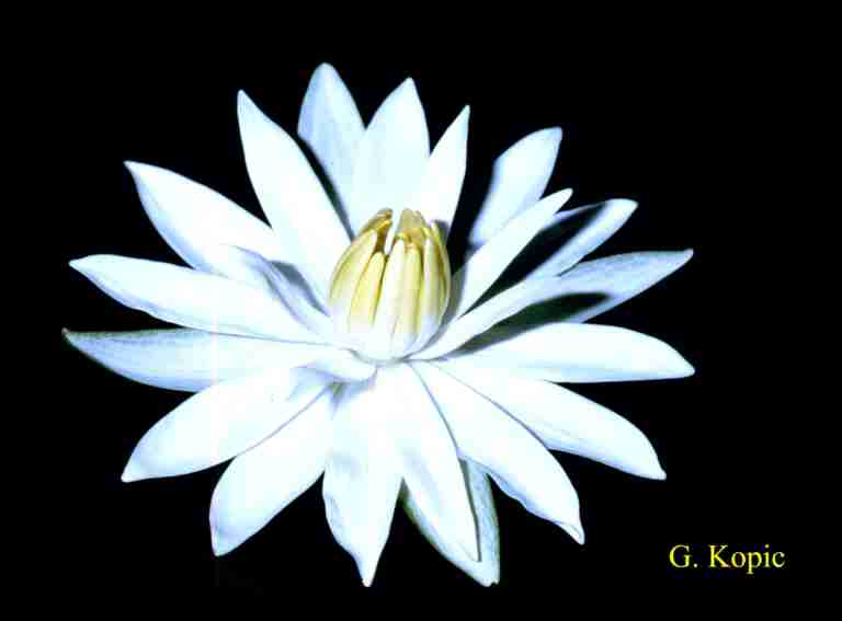 Lotus