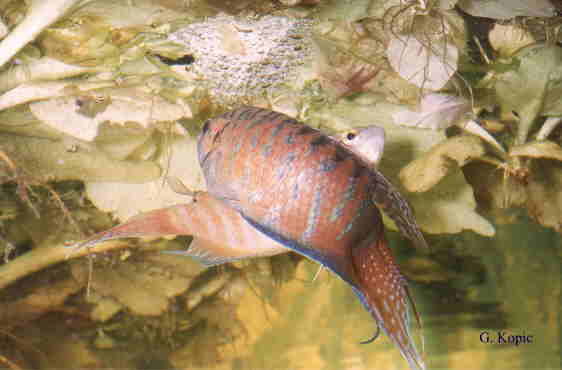 Mopercularis3