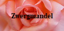 Zwergmandel