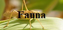 Fauna