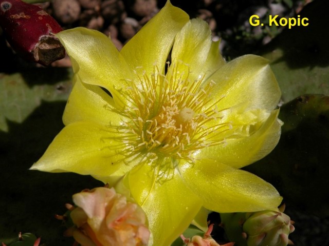 Opuntia1