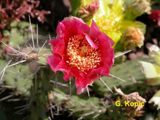 Opuntia2