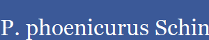 P. phoenicurus Schindler & Linke, 2012