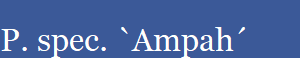 P. spec. `Ampah