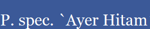 P. spec. `Ayer Hitam