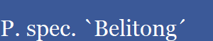 P. spec. `Belitong