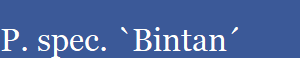 P. spec. `Bintan